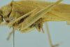 CollectionObject 1532416; 866c5a57-c9a2-454c-b2cc-5404c2515acf: male abdomen and terminalia, lateral view (syntype). (CollectionObject).