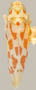 Habitus, dorsal view: Habitus (holotype, KSEM collection). (Observation).