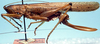 CollectionObject 1522117; 1557e75a-2092-4dae-8b0a-3cd7fb0b640b: female, lateral view (holotype). (CollectionObject).
