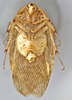 CollectionObject 1569181; 4f307fc8-143b-4dc9-8b44-5f6cc2bf56c6: Photo by Heidi Hopkins. Holotype, adult male, ventral habitus. (CollectionObject).