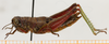 CollectionObject 1514638; ba61dbf8-53cf-427e-b9a7-98af8381d129: female, lateral view (paratype). (CollectionObject).