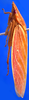 Habitus, lateral view on Coelogypona venosella DeLong & Freytag, 1966: Male [DZRJ]: habitus, lateral view. (Observation).