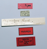 CollectionObject 1535536; 4a88e72f-d046-4c6c-a333-761f58a9bebb: female, labels (holotype of Phymateus coralliferus). (CollectionObject).