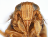 Head: !! display not done !! on Criomorphus inconspicuus (Uhler, 1877): (Observation).