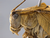 CollectionObject 1593842; f2339e5b-0cee-40f8-afea-f48e9a988d15: male head and pronotum, lateral view. (CollectionObject).