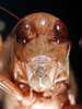 CollectionObject 1500579; 813857f5-1a9e-4487-b33a-33b43c62878d: female frons (syntype). (CollectionObject).