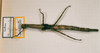 CollectionObject 1562571; 96b9fbe9-4faa-40c9-a538-c8aaa1d5d687: copyright NHMB. female of synonym Haplopus ligiolus (syntype). (CollectionObject).