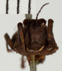 CollectionObject 1529894; 167722f3-fd61-4d51-942c-570b312c93a0, NRM-ORTH0012904: female, frontal view (lectotype). (CollectionObject).