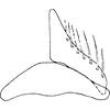 Subgenital plate: !! display not done !! on Agudus blockeri Cheng, 1980: Subgenital plate. (Observation).