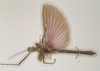 CollectionObject 1599504; 3967ffee-1fad-4cf2-98cc-df980b4e0213: copyright OUMNH. male Xeroderus kirbii (paralectotype). (CollectionObject).