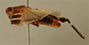 CollectionObject 1519421; 2bb11ae3-899c-4fc4-aa15-2825c6b8b9f5: male, lateral view, (holotype). (CollectionObject).