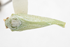 Habitus, dorsal view: !! display not done !! on Ormenaria barberi (Van Duzee, 1912): (Observation).
