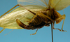 CollectionObject 1542759; b32be7ba-f978-4526-b7be-84de1e9b13b4: female, apex of the abdomen lateral view (holotype). (CollectionObject).