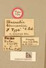 CollectionObject 1520672; 71c963d3-50c7-4d80-b297-6fa1a7c77957, NHMUK015982322: labels (holotype). (CollectionObject).