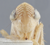 Head on Arocephalus (Ariellus) punctum (Flor, 1861): Head - immature. (Observation).
