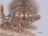 Head on Athysanella (Gladionura) vanesca Blocker & Hicks, 1992: (Observation).