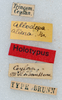 CollectionObject 1505925; 7c935ab9-9a94-4ab4-8f0e-6162ee635f39: labels (holotype). (CollectionObject).