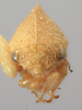 Head: (Observation).