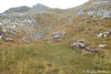 CollectionObject 1598788; 87d0040b-884b-4af3-944f-3a99f0137a40: habitat. (CollectionObject).