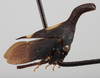 Habitus, lateral view on Enchenopa ansera Funkhouser, 1943: (Observation).