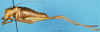 CollectionObject 1583463; 5a0c0941-6f7e-411c-99df-2ce01201e07b: male, lateral view. (CollectionObject).