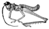 Driphilacris tuberosa Descamps & Amédégnato, 1972: Fig. 126. male habitus. (Otu).
