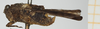 CollectionObject 1517993; 6e033e59-6a2b-47e9-a34a-f11c4343a50a, NHMUK10924559: male, lateral view (holotype of Tettix misera). (CollectionObject).