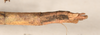 CollectionObject 1561969; 6934107a-0fed-42b2-8689-b1abe6f66424: copyright OUMNH. female: end of abdomen, dorsal view of Necroscia lysippus (holotype). (CollectionObject).