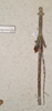 CollectionObject 1558192; 239969ca-3d18-48f6-ae9b-494b837aea35: copyright St. Petersburg. synonym Acrophylla oxyacantha female (paralectotype). (CollectionObject).