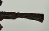 CollectionObject 1561461; 1d77f75d-7c03-42e0-8087-c393aa10e6dc: copyright USNM, Washington. (CollectionObject).