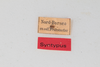 CollectionObject 1505583; 404978ed-e779-4042-93bb-7b9ffa39a033: male, labels (syntype). (CollectionObject).