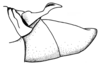 Scotussa lemniscata (Stål, 1861): Fig. 92. male abdomen tip, lateral view. (Otu).