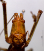 CollectionObject 1503300; MBBJ 3224944, 99c6e730-2d58-46ee-9245-ede2f8ca2371: female, frontal view. (CollectionObject).