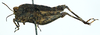 CollectionObject 1596107; f74e140b-d945-4fda-acac-db3e699979f1: male, lateral view. (CollectionObject).