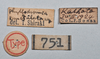 CollectionObject 1553104; NTUC 751, f79488b7-828b-452b-813b-98b3edfc38ad: copyright NTUC. data labels of Phyllodromia punctulata (syntype). (CollectionObject).