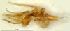 CollectionObject 1521417; 9f4a90db-55c1-423b-8976-a424de8471ac: phallus (holotype). (CollectionObject).