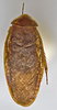 CollectionObject 1567094; b8ce5b3f-d54b-4793-b6e2-8240349ccc18: Photo by Heidi Hopkins. Holotype, adult male, dorsal habitus. (CollectionObject).