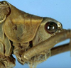 CollectionObject 1532204; NMW 9971, 2a9ef488-dc70-4c77-a916-248b4be88212: female head and pronotum, lateral view (holotype). (CollectionObject).