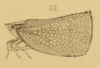 Habitus, lateral view on Siphanta acuta (Walker, 1851): (Observation).