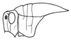 Xyleus lineatus (Bruner, 1906): head and pronotum, lateral view. (Otu).