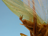 CollectionObject 1542804; a9b6e0c4-cbd2-418f-a652-fc66dd9fa743: male, apex of the abdomen lateral view (holotype). (CollectionObject).