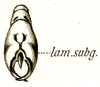 Pseudomnesicles roseosignatus (Brunner von Wattenwyl, 1898): Pl. XVIII, Fig. 32d. male abdomen tip, ventral view. (Otu).