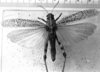 CollectionObject 1529629; c046166a-18dc-47b4-96fa-5ec5c757b6ca: Image Carbonell, C.S. female, dorsal view (holotype of Acridium nigroconspersum). (CollectionObject).