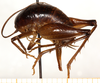 CollectionObject 1499654; ba6fa3bf-9879-4c9b-a2ec-fb3ebdc03902: female, lateral view (allotype). (CollectionObject).