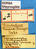 CollectionObject 1530787; 776a6c70-af7f-43d4-944b-b703e297d805: labels (paralectotype). (CollectionObject).