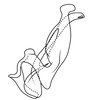 Aedeagus, lateral view on Coarctana taurina Domahovski & Cavichioli, 2023: Male holotype [DZUP]: aedeagus, lateral view. (Observation).