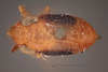 Habitus, dorsal view: (Observation).