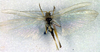CollectionObject 1500362; d28f39ca-4588-4893-805b-8e3613cc81c0, DORSA BTgonoccHTF: female, dorsal view (holotype). (CollectionObject).