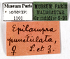 CollectionObject 1587188; MNHN(SF IMPORT DUPLICATE) MNHN-EP-EP1101, 64fba81f-3100-4199-a694-d7f919c01750: CC BY-NC-ND 4.0/MNHN - Depraetere Marion - 2014. Non type, female. Specimen number: MNHN-EP-EP1101. http://coldb.mnhn.fr/catalognumber/mnhn/ep/ep1101. (CollectionObject).