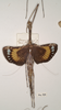 CollectionObject 1561391; c2b545e0-f65b-445d-8c94-ccf5d98b8b33: copyright OUMNH. female of Necroscia zeuxis (syntype). (CollectionObject).;CollectionObject 1561392; 42fc9fba-64dd-45a8-9c4b-d3f6ad783312: copyright OUMNH. female of Necroscia zeuxis (syntype). (CollectionObject).